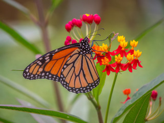 Monarch butterfly,Danaus plexippus