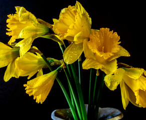 daffodi on baclk background