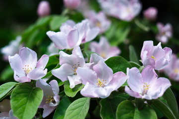 Apple tree blossom. Bokeh blur in the background. Spring.