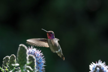 Pride of madeira flower close up shot with blurry background with blurry unfocused hummingbird while flying and trying to eat it's nectar. Macro image of small bird fast shutter
