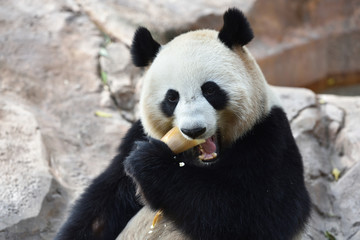 Obraz na płótnie Canvas Close-up of Giant Panda in China