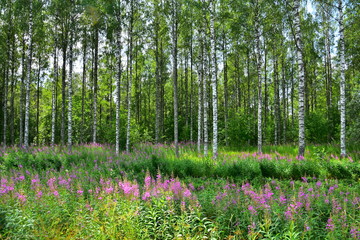 Fototapeta premium Birkenwald