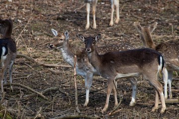 Fallow deer (Dama Dama) in natural environment, Carpathian forest, Slovakia, Europe