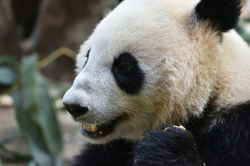 Fototapeta premium Close-up of Giant Panda in China