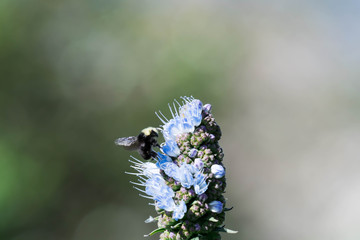 Pride of madeira flower close up shot with blurry Bumble bee flying and eating it's nectar