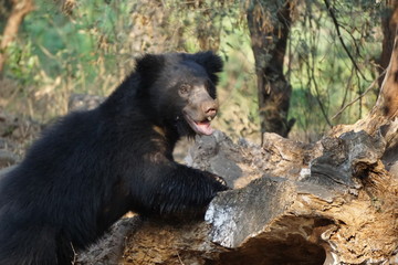 brown bear in zoo