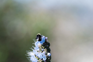 Pride of madeira flower close up shot with blurry Bumble bee flying and eating it's nectar