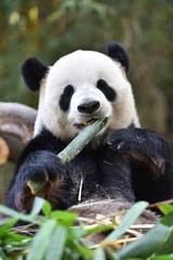 Fototapeta premium Close-up of Giant Panda in China