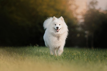Obraz premium happy samoyed dog walking on grass outdoors in summer