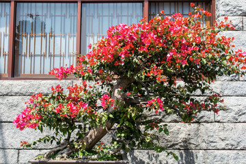 Fototapeta na wymiar Roter Rhododendron.