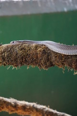 snake