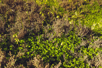 Salt lake Larnaca Cyprus