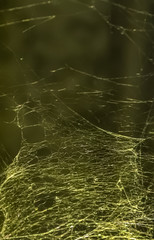 A fragment of a web in daylight.
