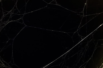 A fragment of a web in daylight.