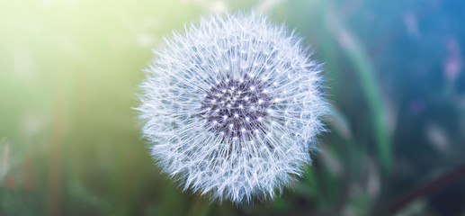 The beauty in one Dandelion and all its seeds. Life in one flower. Flyers that reaches new land. Sunbeams through the white fluffy parachutes.