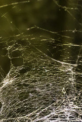A fragment of a web in daylight.