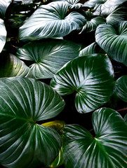 philodendron garden