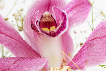 Fototapeta na wymiar Pink Orchid. Flower Head. Soft. Water. Drops