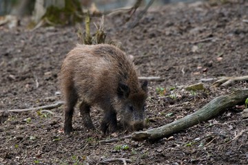 Herd of wild boar feeding in Danube forest, Slovakia, Europe