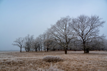 Łagodna zima na Podlasiu, Dolina Narwi, Narwiańskie łąki i grądy