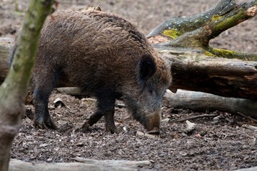Herd of wild boar feeding in Danube forest, Slovakia, Europe