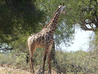 Kruger park - South Africa