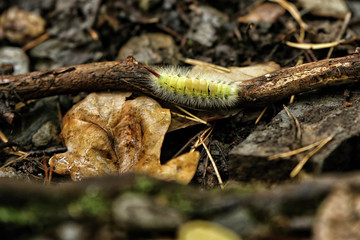 Very hairy cutworm on the stick