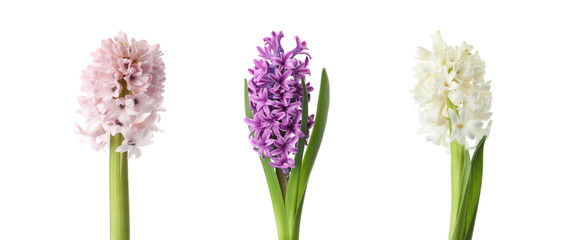 Obraz premium Collage with beautiful spring flowers on white background