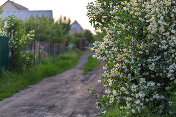 Blooming Jasmine in the garden. Jasmine flowers in the sun at sunset.
