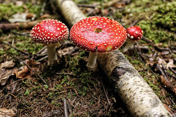 Large fly agaric with two smaller by the birch branch