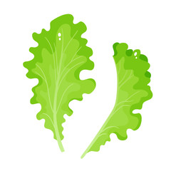 Bright vector illustration of colorful lettuce isolated on white - 326027808