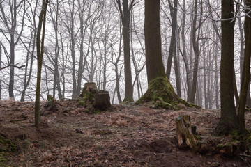 Łagodna zima na Podlasiu, Dolina Narwi, Narwiańskie łąki i grądy © podlaski49