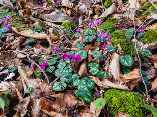 Beautiful lilac flowers Alpine violet (lat. Cyclamen) grow in the forest on a sunny day, among fallen dry leaves.