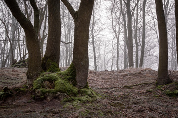 Łagodna zima na Podlasiu, Dolina Narwi, Narwiańskie łąki i grądy © podlaski49