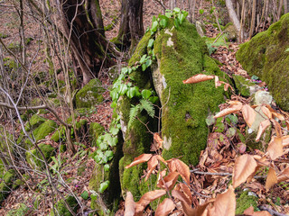 Green moss on large stones in a forest with yellow fallen leaves on a sunny day.