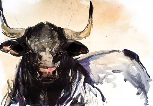 Bull. animal illustration. Watercolor hand drawn series of cattle. Black Brangus breeds.