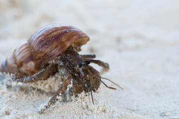 a hermit crab peaking if the coast is clear to move around 