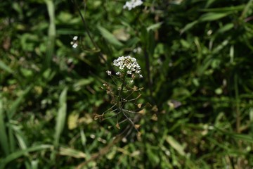 The shepherd's purse is a roadside weed that blooms white florets in spring. Young leaves are edible as wild vegetables.