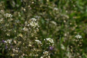 The shepherd's purse is a roadside weed that blooms white florets in spring. Young leaves are edible as wild vegetables.