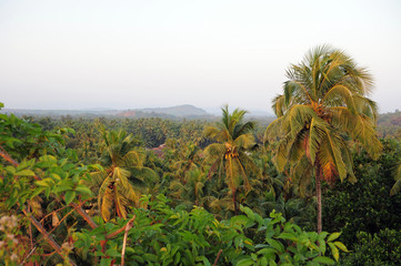 Fototapeta premium View of palm groves and tropical trees against the blue sky and hills in the distance. Coconut trees over the roofs of houses in India.
