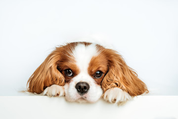 Kavalier King Charles Spaniel - blenheim