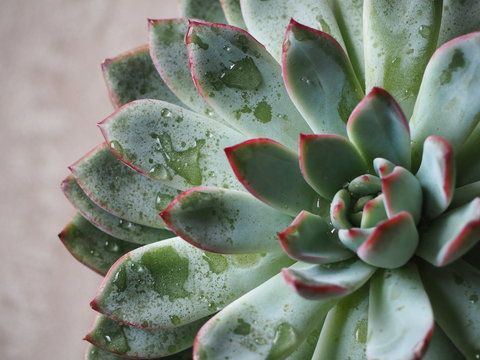 Sempervivum