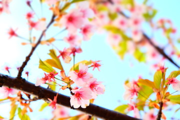 Obraz na płótnie Canvas cherry blossom