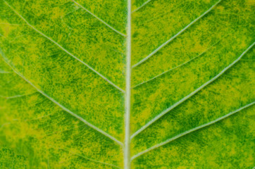 Green leaves blurred with the patterned blurry background.