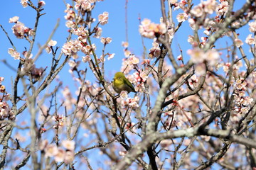 梅の花蜜を吸うメジロ