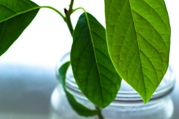 Homergown avocado tree in a jar. Close up