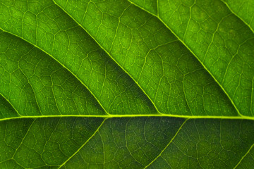Avocado leaves isolated close up. Macro photography