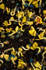 Young radish microgreen sprouts and seeds in soil. Food photography macro close up. 