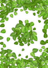 Fototapeta na wymiar Flying green leaves on white background. Spring leaf vertical pattern on isolated backdrop. Fall fresh leaves plant. Vector illustration