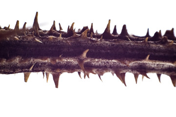 Dry thristle`s buds and stems with thorns macro close up isolated on white background